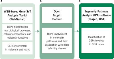 In Silico Sperm Proteome Analysis to Investigate DNA Repair Mechanisms in Varicocele Patients